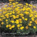 Кореопсис мутовчатый "Zagreb" (Coreopsis verticillata)