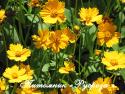 Кореопсис ушковатый "Nana" (Coreopsis auriculata)