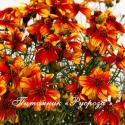 Кореопсис "Sunstar Orange" (Coreopsis)