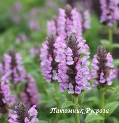 Котовник "Pink Cat" (Nepeta)