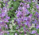 Котовник Фассена "Walker's Low" (Nepeta faassenii)