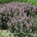 Котовник полусидячий "Candy Cat" (Nepeta subsessilis)