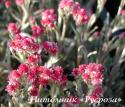 Кошачья лапка "Rubra" (Antennaria dioica)