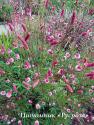 Кровохлебка "Pink Tanna" (Sanguisorba officinalis)