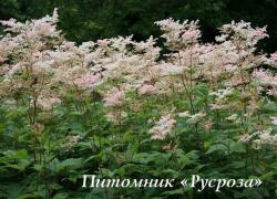 Лабазник "Elegans" (Filipendula purpurea)