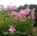 Лабазник красный "Venusta Magnifica" (Filipendula rubra)