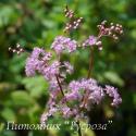 Лабазник дланевидный Nana (Filipendula palmata Nana)