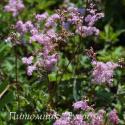 Лабазник дланевидный Nana (Filipendula palmata Nana)