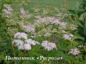 Лабазник "Elegans" (Filipendula purpurea)