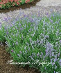 Лаванда "Blue Cushion" (Lavandula angustifolia)