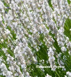 Лаванда "Nana Alba" (Lavandula angustifolia)