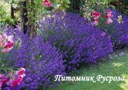 Лаванда "Dark Hidcote" (Lavandula angustifolia)