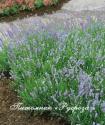 Лаванда "Blue Cushion" (Lavandula angustifolia)