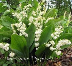 Ландыш майский "Prolificans" (Convallaria majalis)