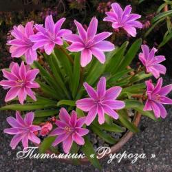 Левизия "Little Plum" (lewisia)