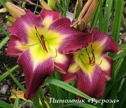 Лилейник "Waterdragon" (Hemerocallis)