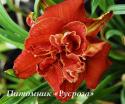 Лилейник "Moses Fire" (Hemerocallis)