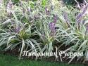 Лириопе колосистая "Silver Dragon" (Liriope spicata)