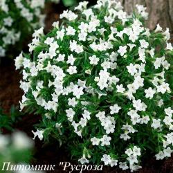 Литодора раскидистая "Alba"