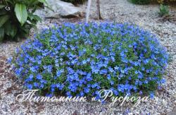 Литодора раскидистая "Grace Ward" (lithodora diffusa)