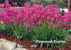 Лихнис вискария "Plena" (Lychnis viscaria)