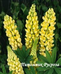 Люпин гибридный "Chandelier" (Lupinus hybridus)