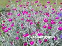 Лихнис корончатый "Atrosanguinea" (Lychnis coronaria)