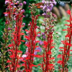 Лобелия блестящая "Queen Victoria"