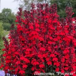 Лобелия прекрасная "Starship Burgundy"