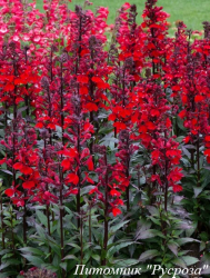 Лобелия прекрасная "Starship Scarlet"