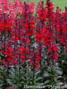 Лобелия прекрасная "Starship Scarlet"