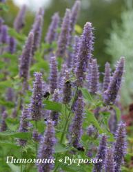 Лофант анисовый (Agastache foeniculum)