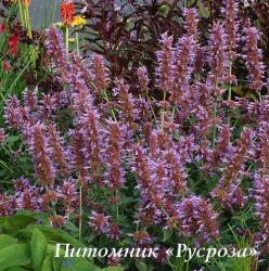 Лофант "Kudos Silver Blue" (Agastache)