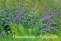 Лофант анисовый (Agastache foeniculum)