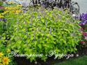 Лофант "Golden Jubilee" (Agastache)