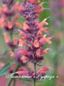 Лофант "Kolibri" (Agastache)