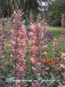 Лофант "Kolibri" (Agastache)