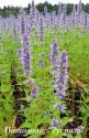 Лофант "Blue Fortune" (Agastache hybrida)