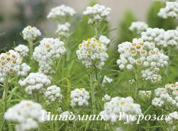 Анафалис жемчужный "Neuschnee" (Anaphalis margaritacea)