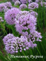 Лук стареющий "Summer Beauty" (Allium senenscens)