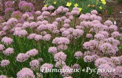 Лук "Sugar Melt" (Allium)