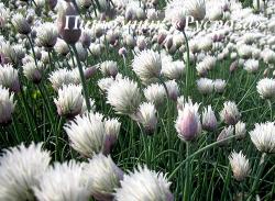 Лук стареющий "Elbe" (Allium schoenoprasum)