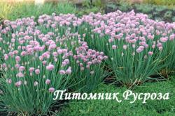 Лук скорода "Rising Star" (Allium schoenoprasum)