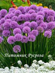 Лук стареющий "Millenium" (Allium senenscens)