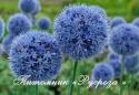 Лук голубой (Allium)