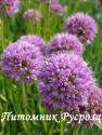 Лук стареющий "Millenium" (Allium senenscens)