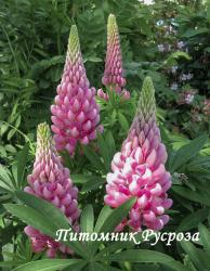 Люпин гибридный "Gallery Pink" (Lupinus hybridus)