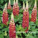 Люпин гибридный "Tequila Flame" (Lupinus hybridus)