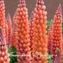 Люпин гибридный "Salmon Star" (Lupinus)