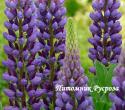 Люпин гибридный "Gallery Blue" (Lupinus hybridus)